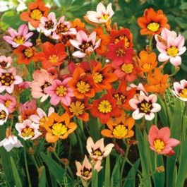 HARMONY SPARAXIS BULBS 10 PCS 066  HARMONY ΣΠΑΡΑΞΙΣ ΒΟΛΒΟΙ ΜΙΓΜΑ 10 PCS 066